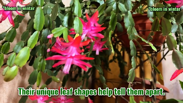 Amazon.com : Monkey Tail Cactus Plant Live, Cactus Succulent, 6-8